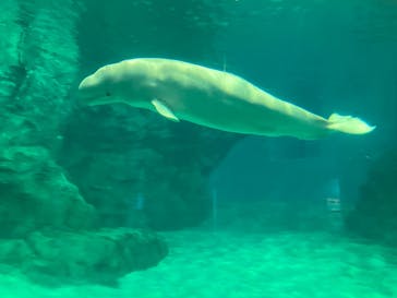 名古屋港水族館に投稿された画像（2025/5/3）