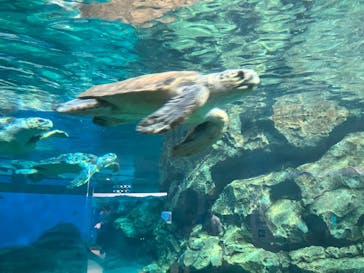 名古屋港水族館に投稿された画像（2025/5/3）