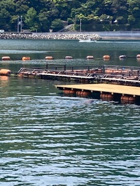うみたま体験パーク 「つくみイルカ島」に投稿された画像（2025/5/3）
