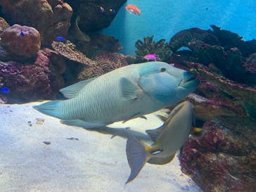 城崎マリンワールドに投稿された画像（2025/5/3）