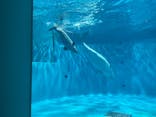 島根県立 しまね海洋館に投稿された画像（2025/5/3）