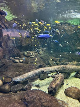 滋賀県立琵琶湖博物館に投稿された画像（2025/5/3）