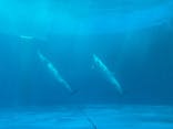 大分マリーンパレス水族館 「うみたまご」に投稿された画像（2025/5/3）