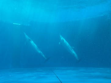 大分マリーンパレス水族館 「うみたまご」に投稿された画像（2025/5/3）