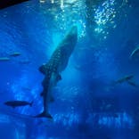 沖縄美ら海水族館に投稿された画像（2025/5/3）