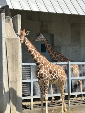 霞ケ浦 どうぶつとみんなのいえに投稿された画像（2025/5/3）