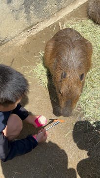 霞ケ浦 どうぶつとみんなのいえに投稿された画像（2025/5/3）