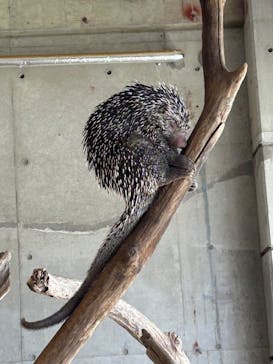 霞ケ浦 どうぶつとみんなのいえに投稿された画像（2025/5/3）