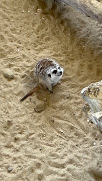 霞ケ浦 どうぶつとみんなのいえに投稿された画像（2025/5/3）