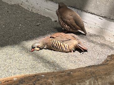 掛川花鳥園に投稿された画像（2025/5/3）
