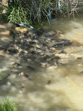 さがみ湖MORI MORIに投稿された画像（2025/5/3）