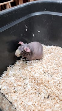 いきもの探検隊上尾に投稿された画像（2025/5/3）