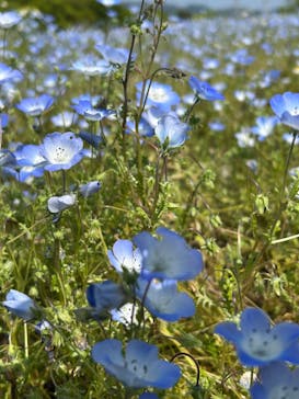 万博記念公園に投稿された画像（2025/5/3）