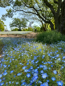万博記念公園に投稿された画像（2025/5/3）