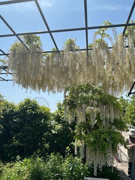 万博記念公園に投稿された画像（2025/5/3）