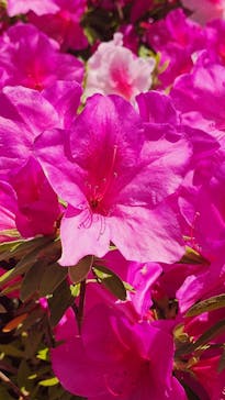 博物館 明治村に投稿された画像（2025/5/3）