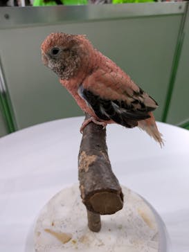 みんな大好き！！ペット王国に投稿された画像（2025/5/3）