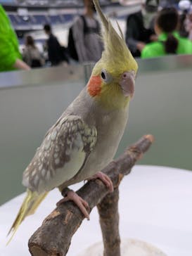 みんな大好き！！ペット王国に投稿された画像（2025/5/3）