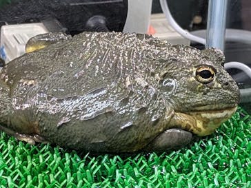 みんな大好き！！ペット王国に投稿された画像（2025/5/3）