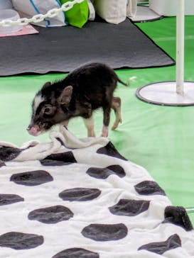 みんな大好き！！ペット王国に投稿された画像（2025/5/3）