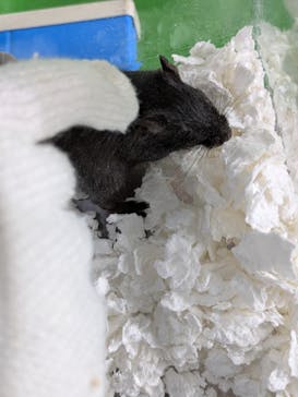 みんな大好き！！ペット王国に投稿された画像（2025/5/3）