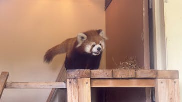 東武動物公園に投稿された画像（2025/5/3）