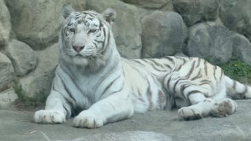 東武動物公園に投稿された画像（2025/5/3）