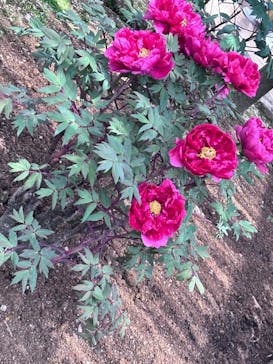 日本庭園　由志園に投稿された画像（2025/5/3）