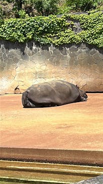 名古屋市東山動植物園に投稿された画像（2025/5/3）