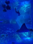 のとじま水族館に投稿された画像（2025/5/3）