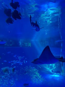のとじま水族館に投稿された画像（2025/5/3）