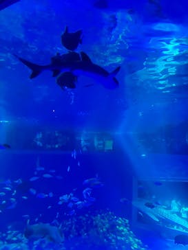 のとじま水族館に投稿された画像（2025/5/3）