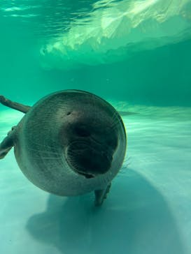 滋賀県立琵琶湖博物館に投稿された画像（2025/5/3）