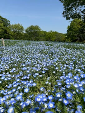 こうべアグリパークネモフィラの丘2025に投稿された画像（2025/5/3）