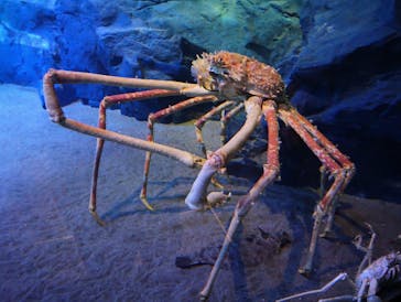 竹島水族館に投稿された画像（2025/5/3）