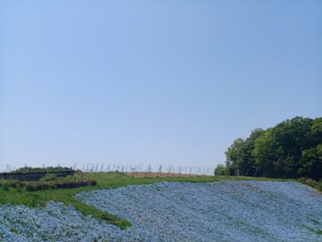 こうべアグリパークネモフィラの丘2025に投稿された画像（2025/5/3）