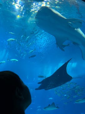 沖縄美ら海水族館に投稿された画像（2025/5/3）