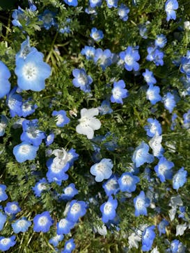 こうべアグリパークネモフィラの丘2025に投稿された画像（2025/5/3）