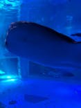 のとじま水族館に投稿された画像（2025/5/3）