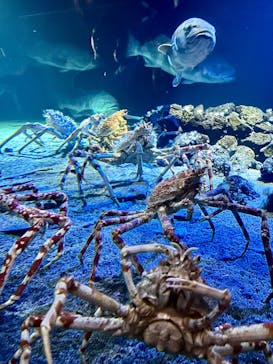 環境水族館アクアマリンふくしまに投稿された画像（2025/5/3）