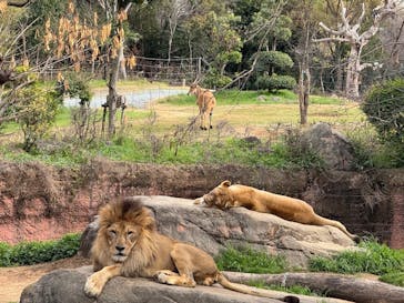 天王寺動物園に投稿された画像（2025/5/3）