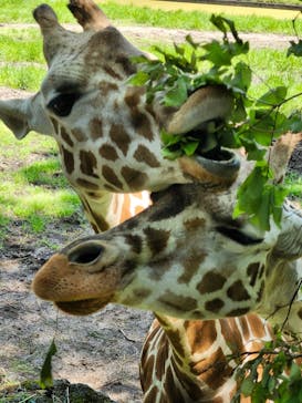 名古屋市東山動植物園に投稿された画像（2025/5/3）