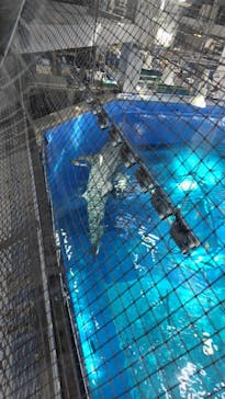 沖縄美ら海水族館に投稿された画像（2025/5/3）