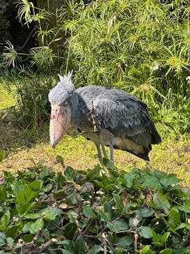 恩賜上野動物園に投稿された画像（2025/5/3）