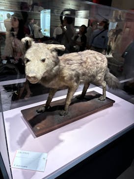 特別展「古代DNA－日本人のきた道」（国立科学博物館）に投稿された画像（2025/5/3）