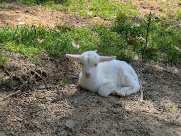 しろとり動物園に投稿された画像（2025/5/3）