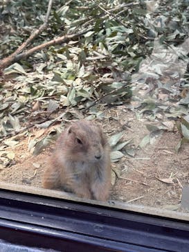 名古屋市東山動植物園に投稿された画像（2025/5/3）