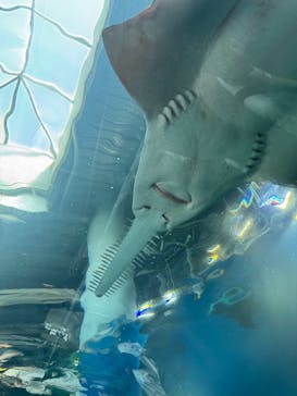 マクセル アクアパーク品川に投稿された画像（2025/5/3）