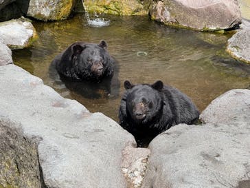 奥飛騨クマ牧場に投稿された画像（2025/5/3）