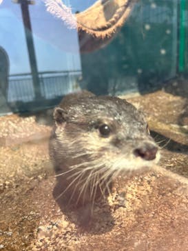 新江ノ島水族館に投稿された画像（2025/5/3）